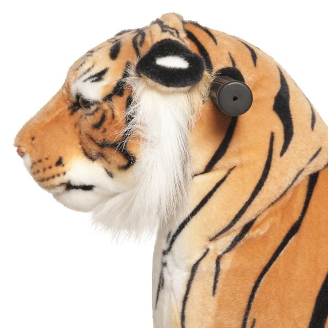 tigre-shirkan-m-2.jpg Tigre Shirkan Mediano Profesional 5